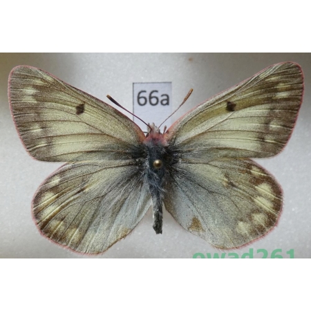 Colias nastes aliaska O. Bang-Haas, 1927 USA66a